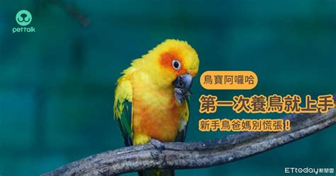 適合養在家裡的鳥|慎重考慮「自身條件」 第一次養鳥就上手：別輕易挑。